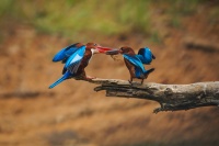 Lednacek hnedohlavy - Halcyon smyrnensis - White-throated Kingfisher o8518